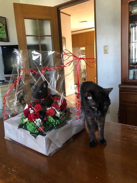 猫花