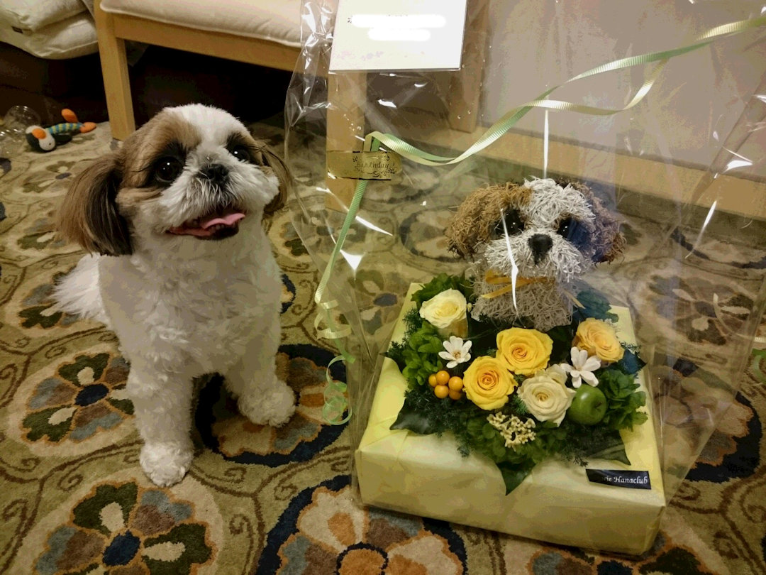 うちの子誕生日記念