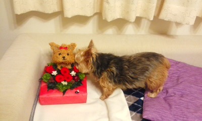誕生日プレゼント 犬好き