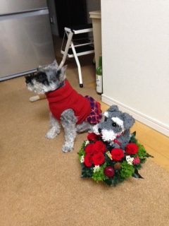 犬好き誕生日プレゼント
