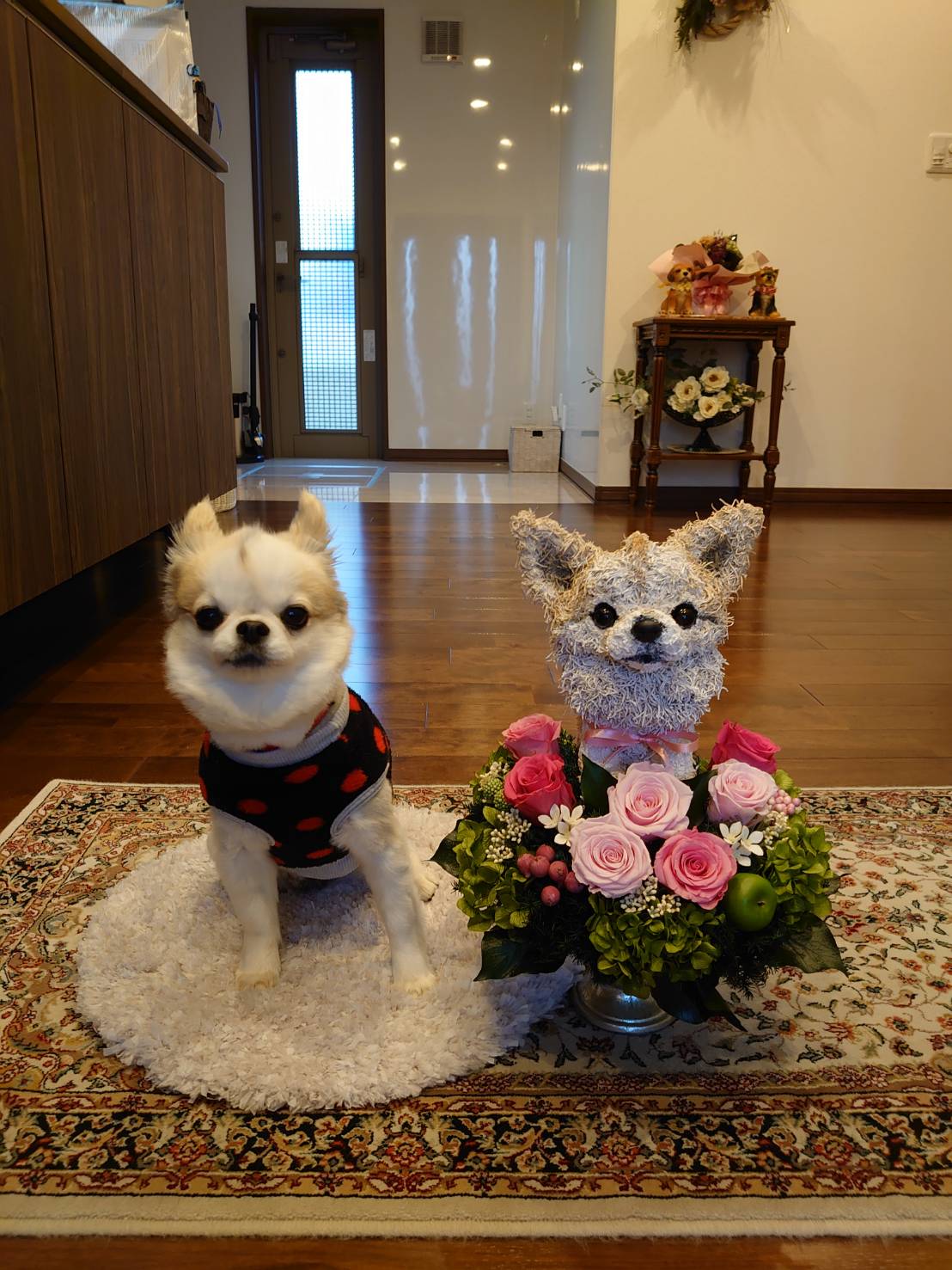 愛犬グッズ