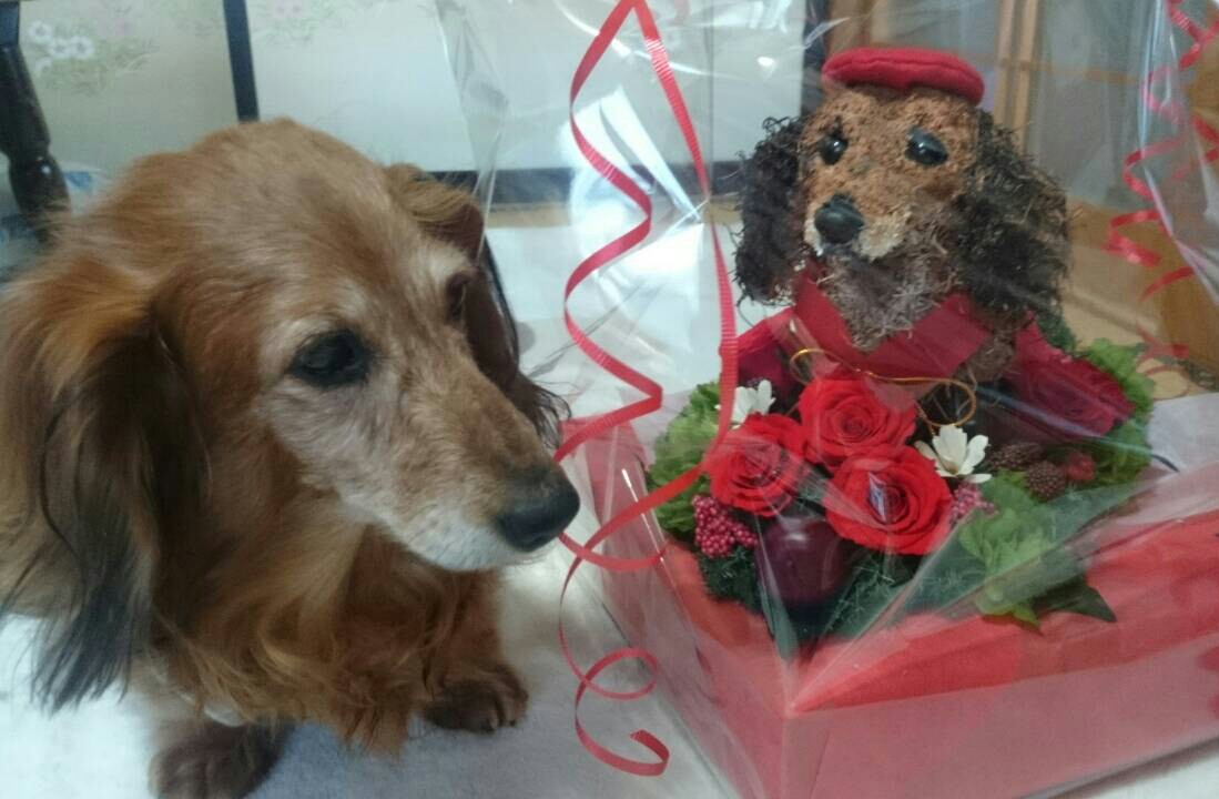 ダックス 誕生日プレゼント