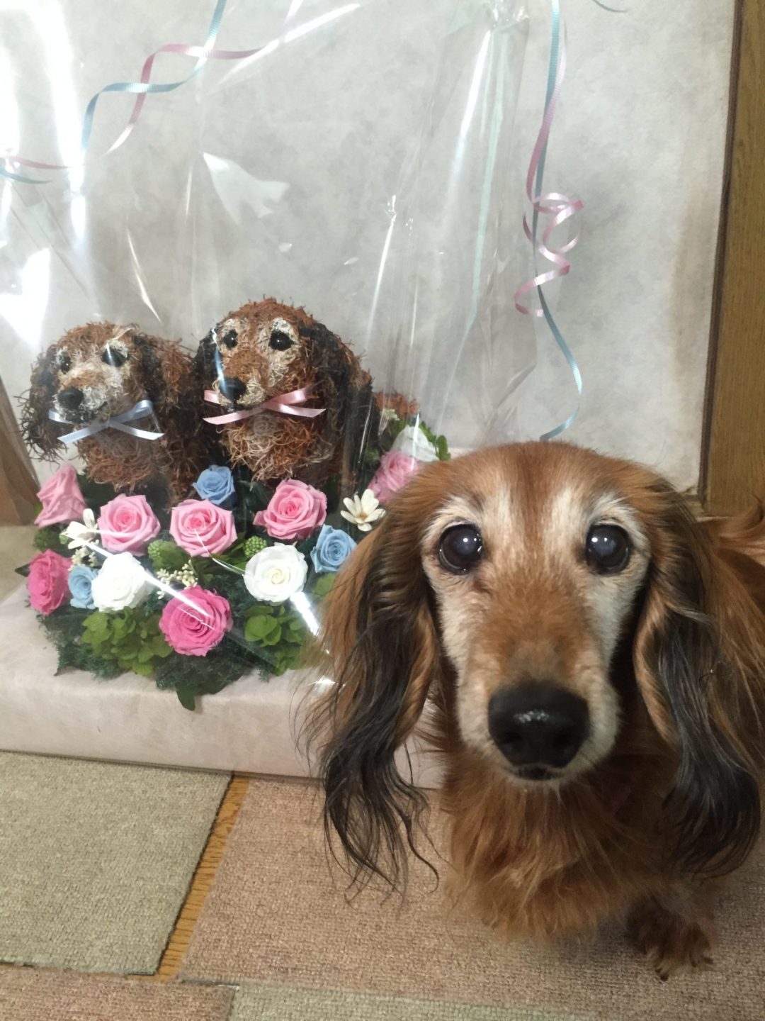ダックス