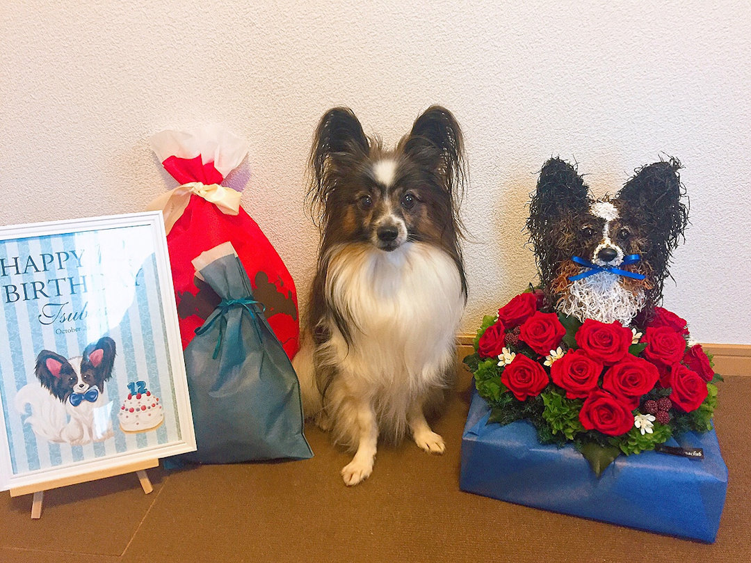 愛犬誕生日