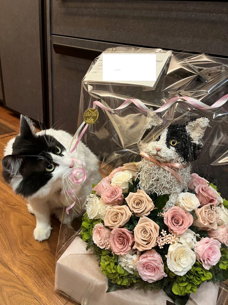 新築祝い 猫