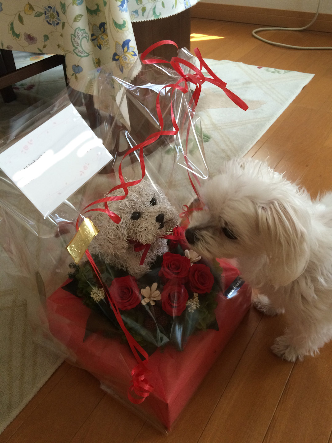 犬好き誕生日プレゼント