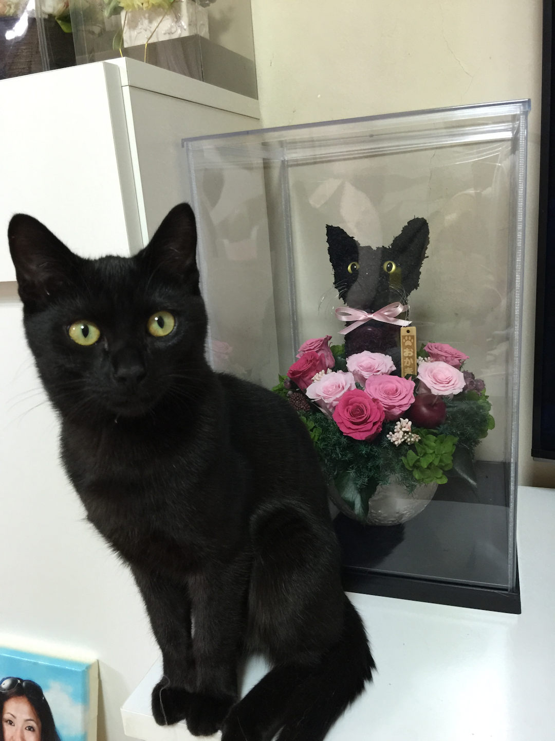 黒猫プレゼント