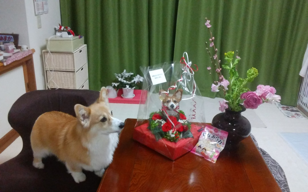 還暦祝い犬
