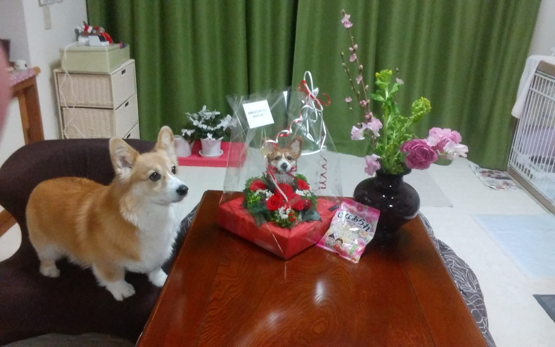 還暦祝い 犬好き