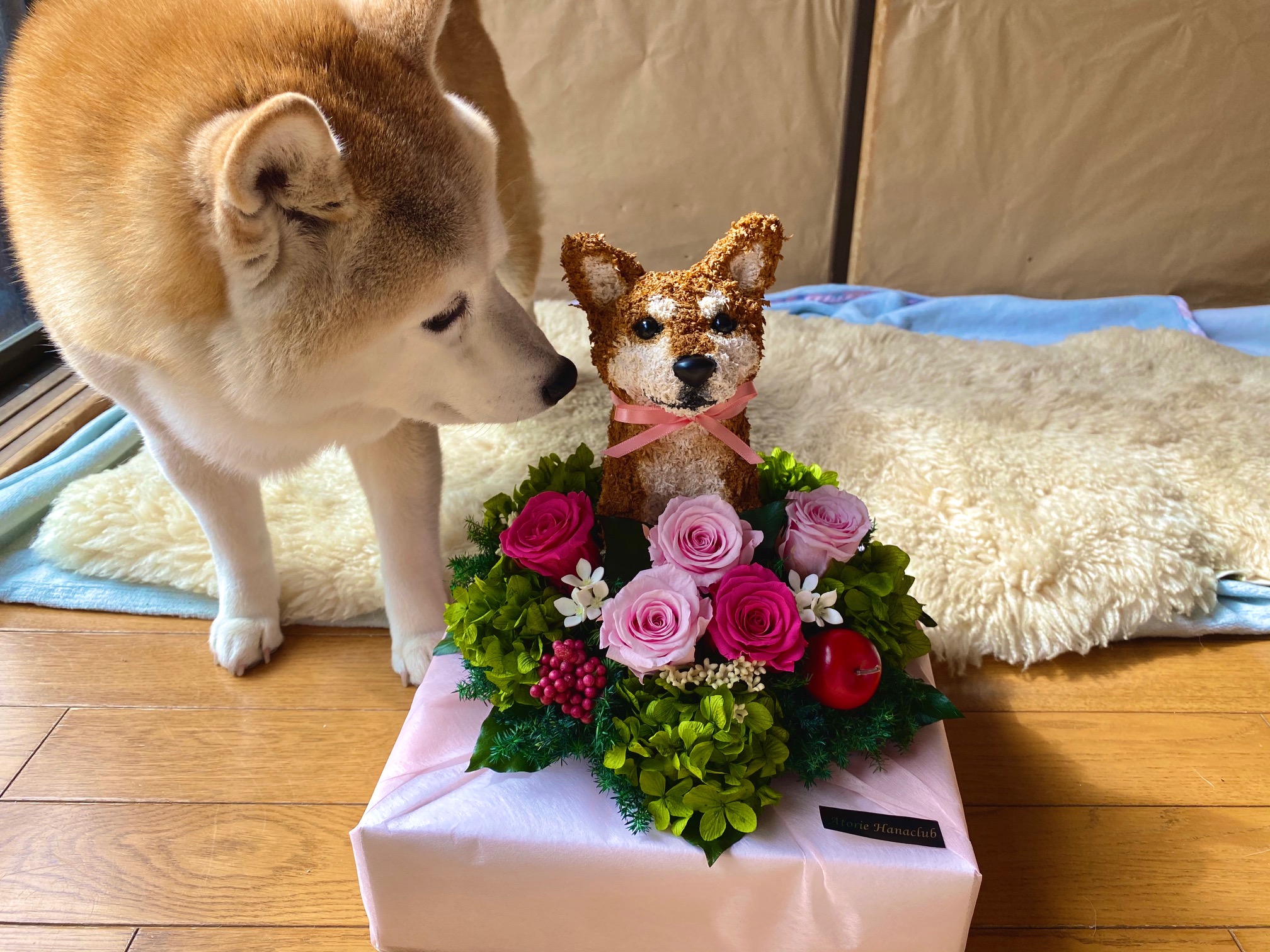 柴犬　喜寿