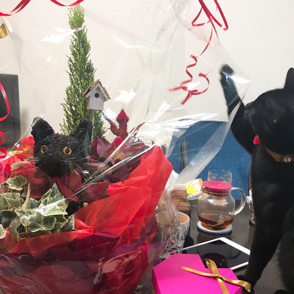 黒猫　還暦