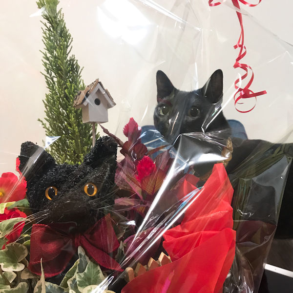 還暦祝い　猫