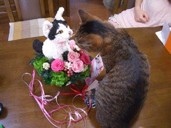 猫花