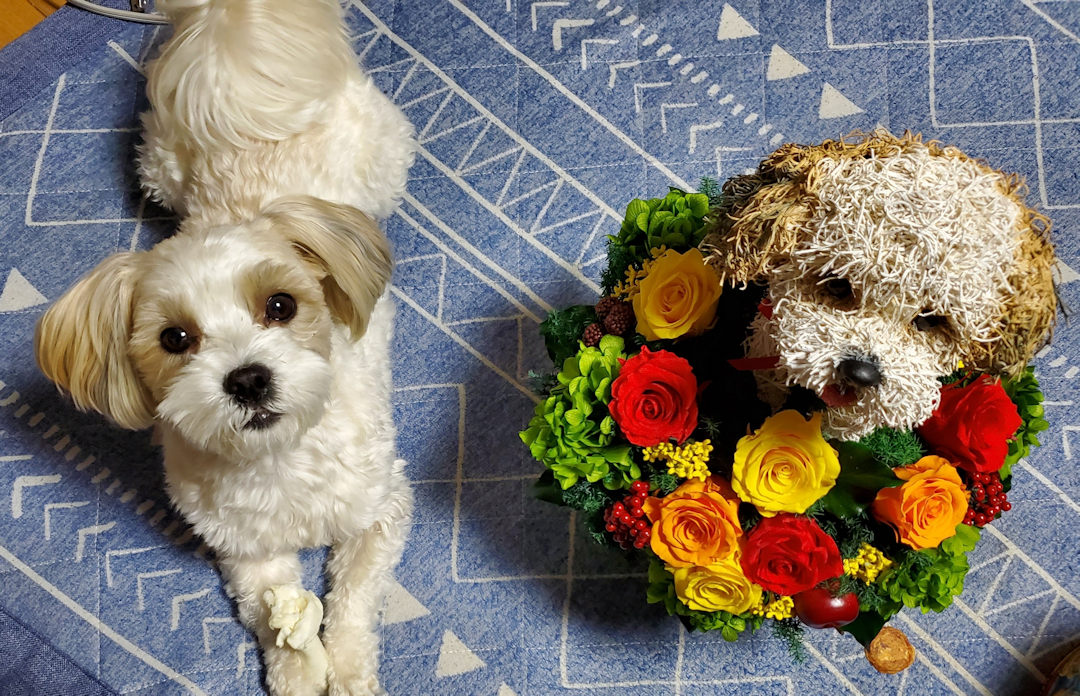 還暦祝い 犬