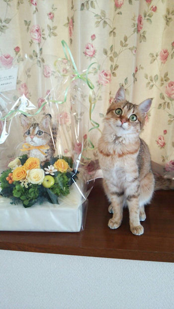 結婚祝い猫