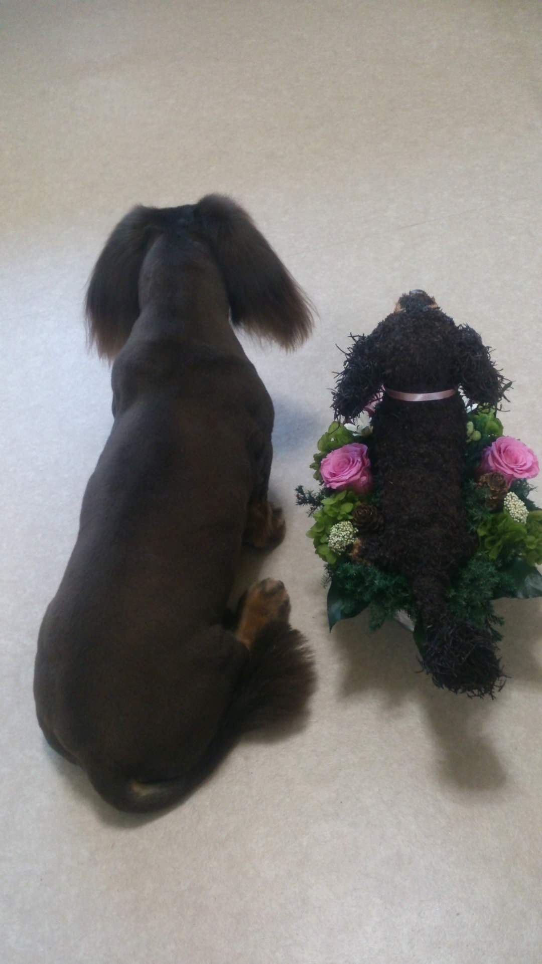 犬好き誕生日