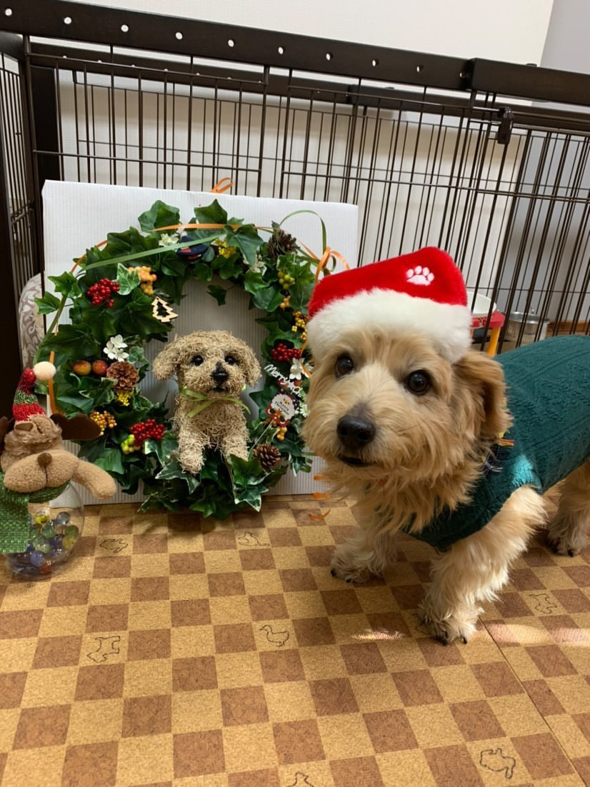 クリスマスリース 犬
