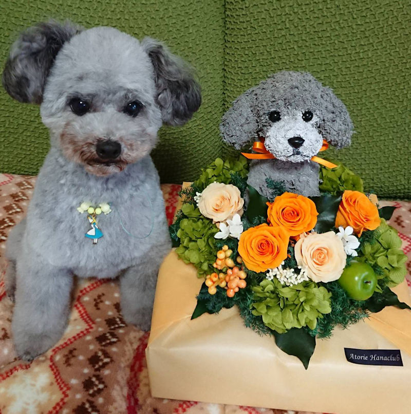 誕生日プレゼント 犬