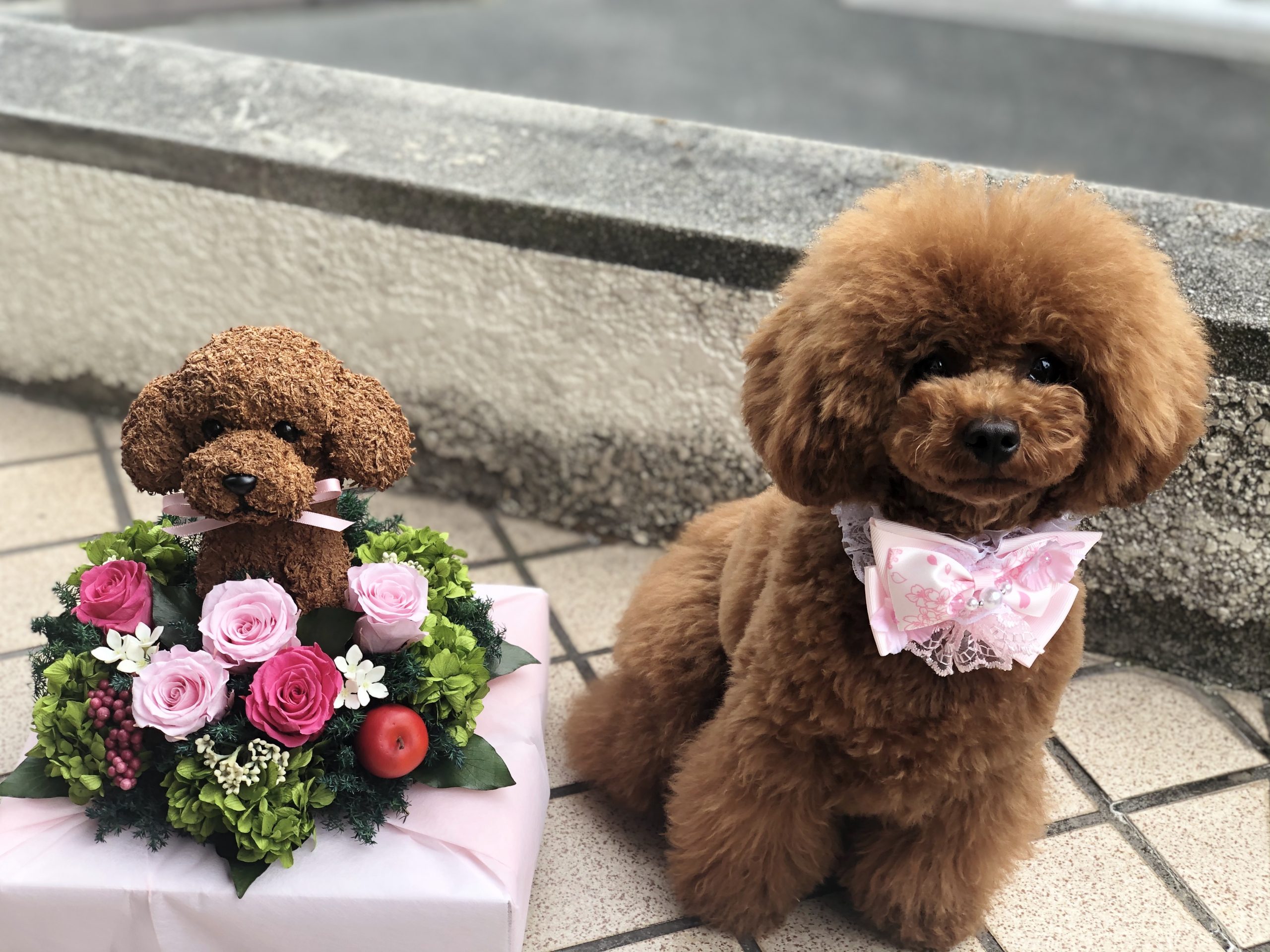 トイプードル　誕生日プレゼント