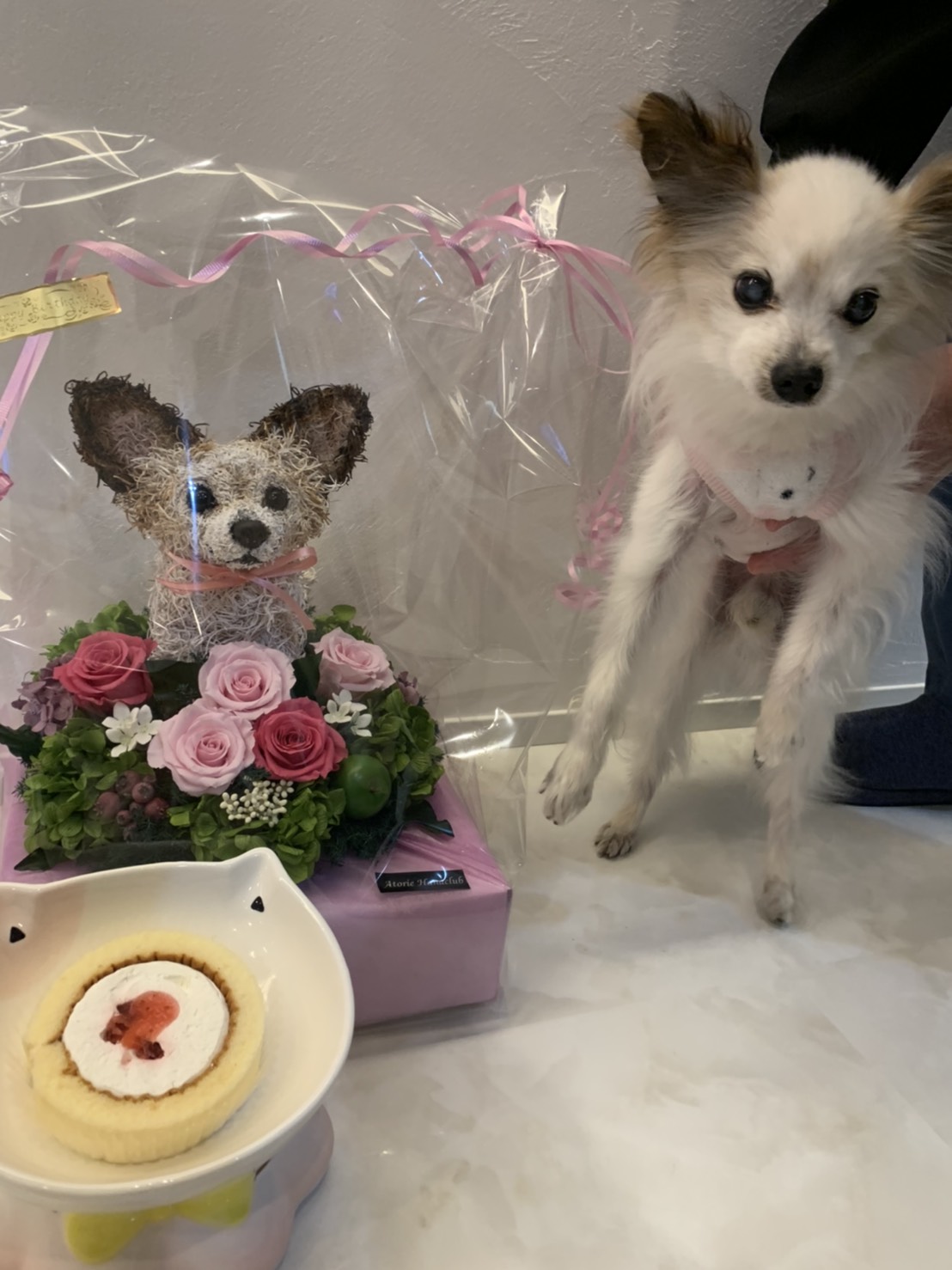 誕生日プレゼント 犬