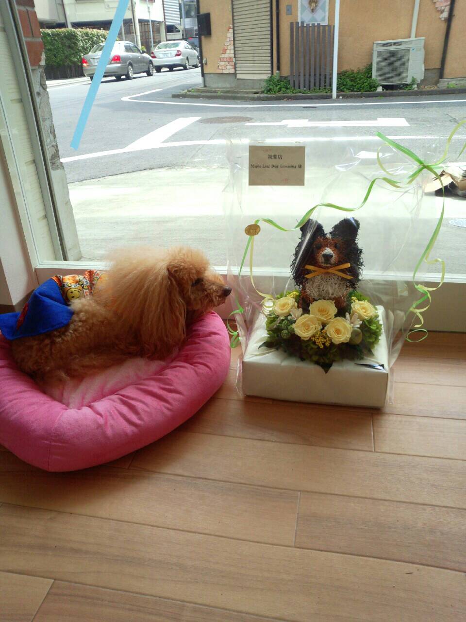 開店祝い　犬