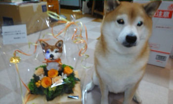 動物病院開院祝い